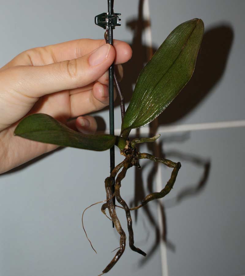 How to save an orchid