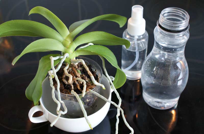 how to water an orchid