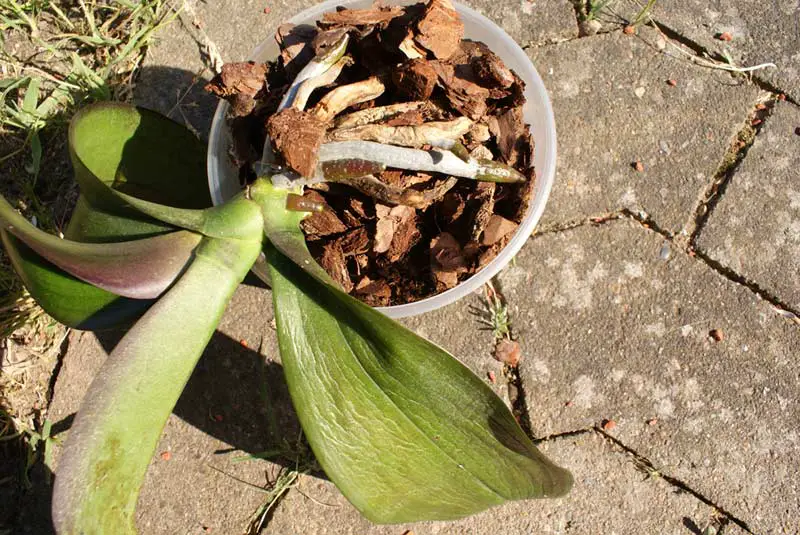 Por que é que as minhas folhas de orquídea estão a cair