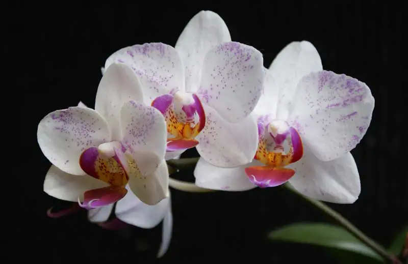 How to save orchid flowers