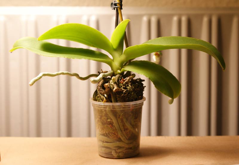 Cut overgrown orchid roots