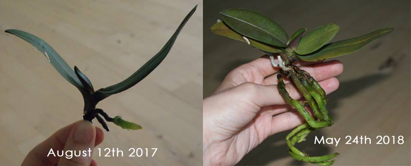 Cut Orchid Roots