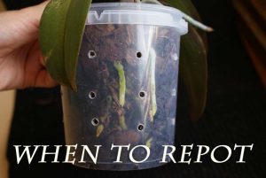 when to repot my orchid
