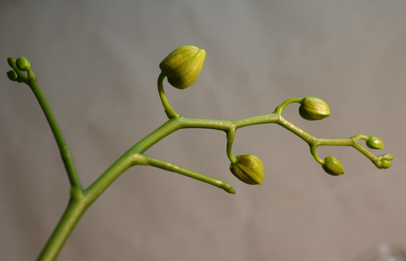 orchid flowers fall spike