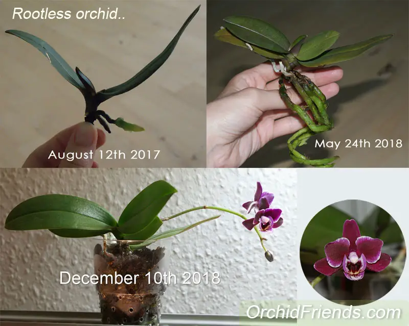 How To Save An Orchid Problems And Solutions Orchid Friends