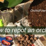 How to repot an orchid