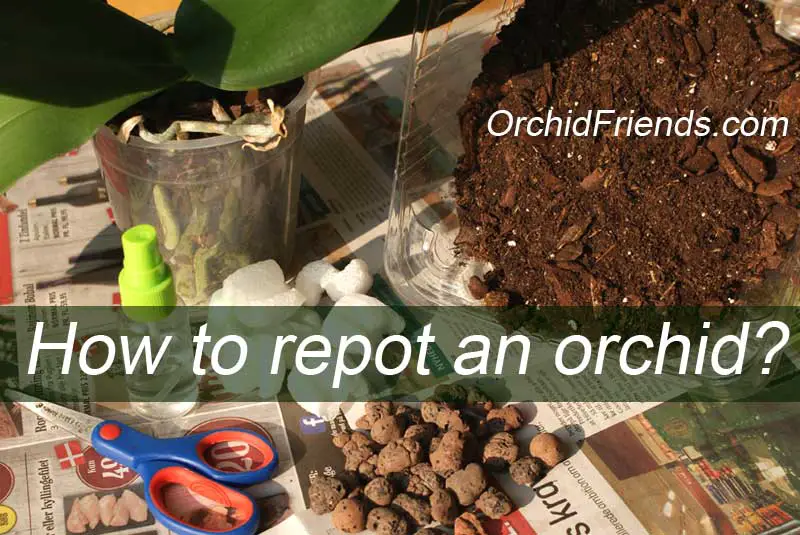 How to repot an orchid