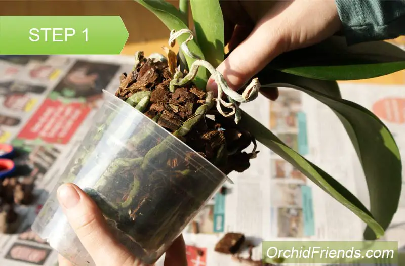 Repot-Orchid-Step-1