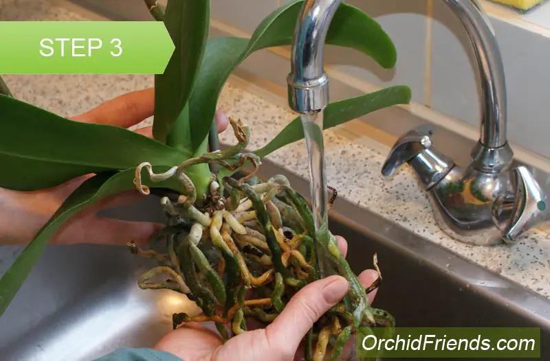 Repot-Orchid-Step-3