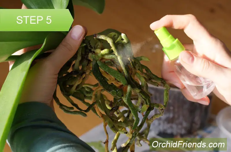 Repot-Orchid-Step-5