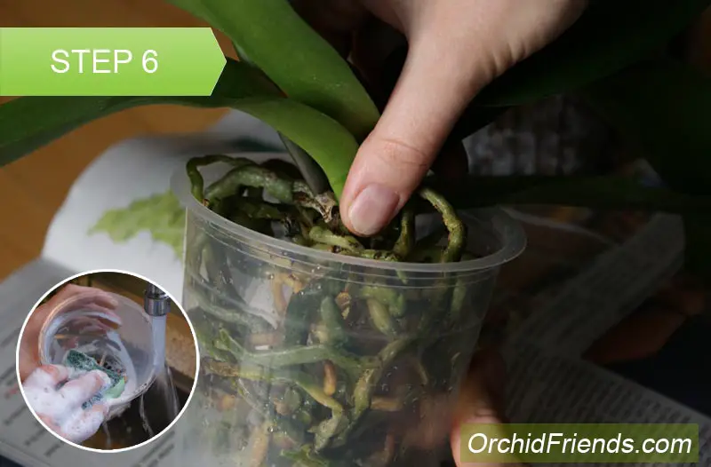 Repot-Orchid-Step-6