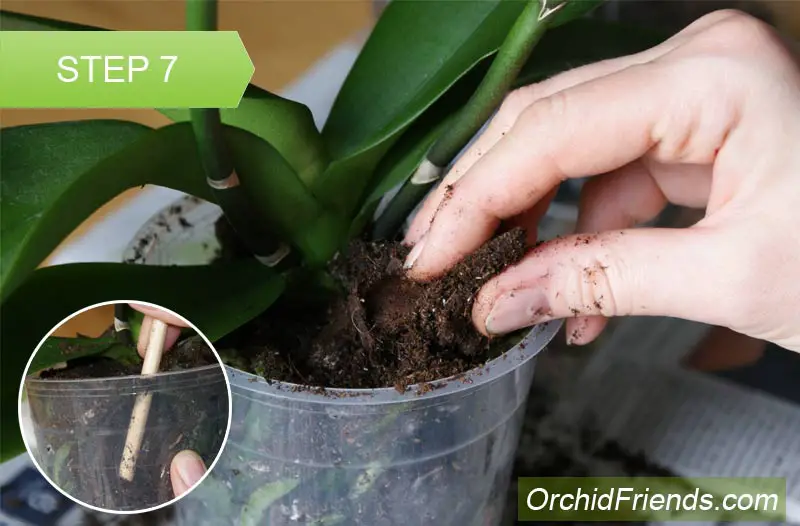 Repot-Orchid-Step-7