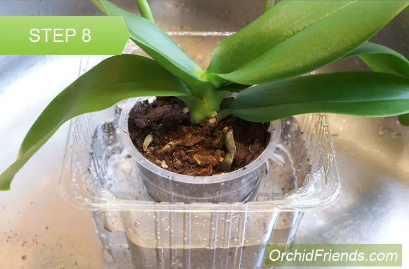 Repot-Orchid-Step-8
