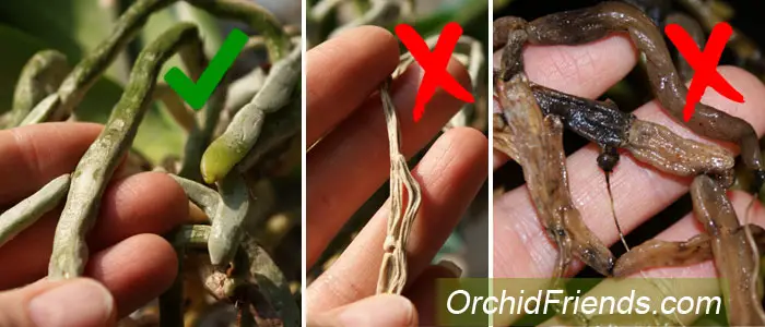 Repot-Orchids-good-bad-root