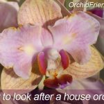 How to care for an orchid house plant