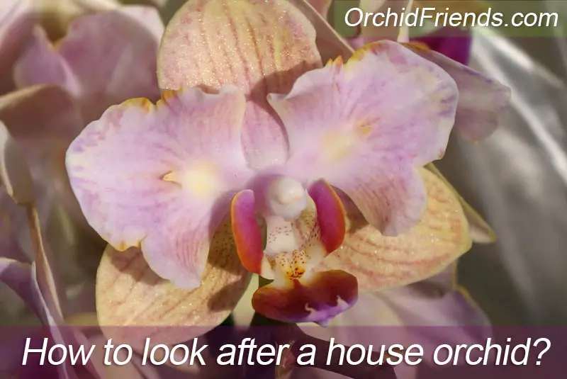 How to care for an orchid house plant