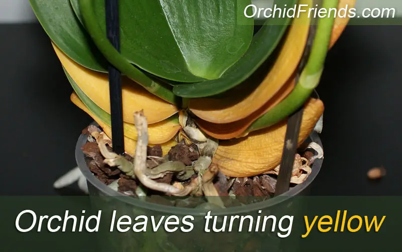 Porquê as minhas folhas de orquídea estão a ficar amarelas?