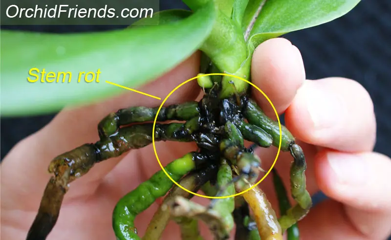 Why Are My Orchid S Leaves Turning Yellow Find Out Here Orchid Friends