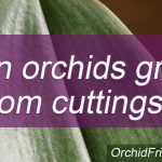 Can orchids grow from cuttings