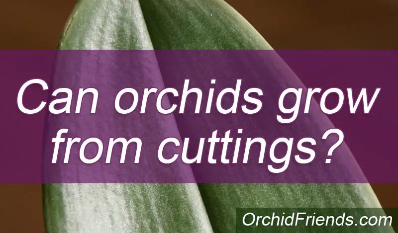 Can orchids grow from cuttings