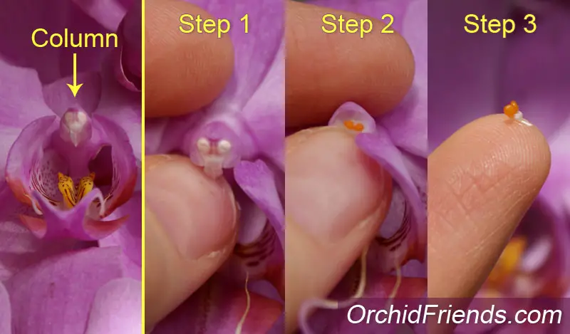 Orchid flower pollination