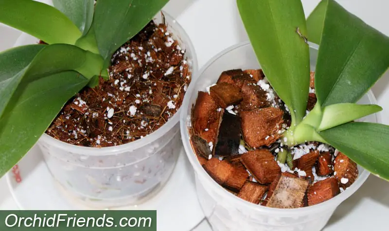 How to Plant Orchids in Coconut Husk - Orchid Friends