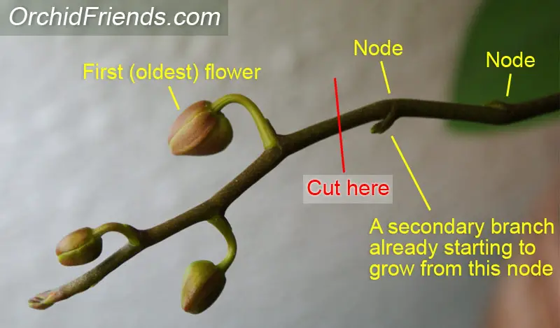 How to cut an orchid spike