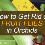 How to get rid of fruit flies in orchids