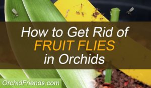 How to get rid of fruit flies in orchids