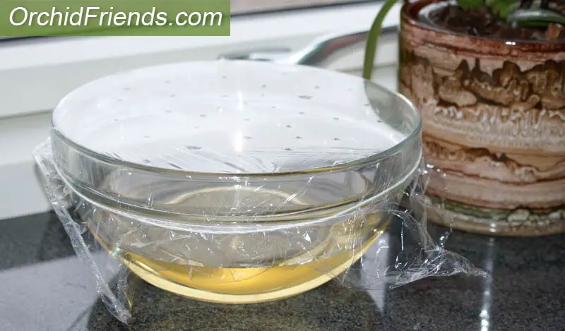 Bowl trap for fruit flies or fungus gnats