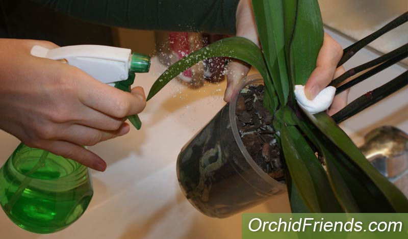 Fruit fly fungus gnat prevention spray for orchids