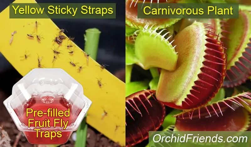 Yellow sticky straps and traps for catching fungus gnats