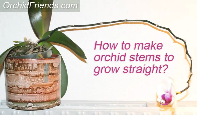 How to orchid stems straight