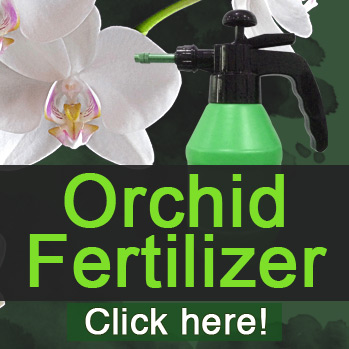 Recommended Orchid Fertilizer products