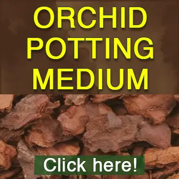 Recommended orchid potting medium