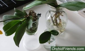 How to Plant Orchids in Coconut Husk - Orchid Friends