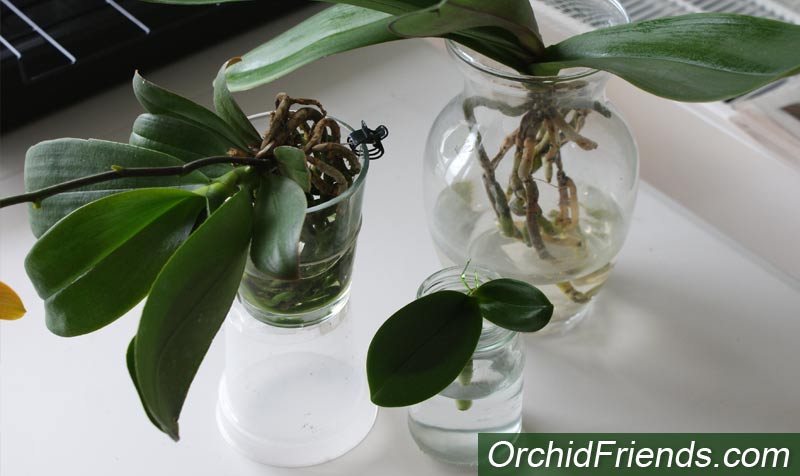 Water-culture for Orchids