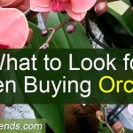 What to look for when buying orchids