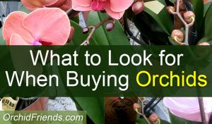 What to look for when buying orchids