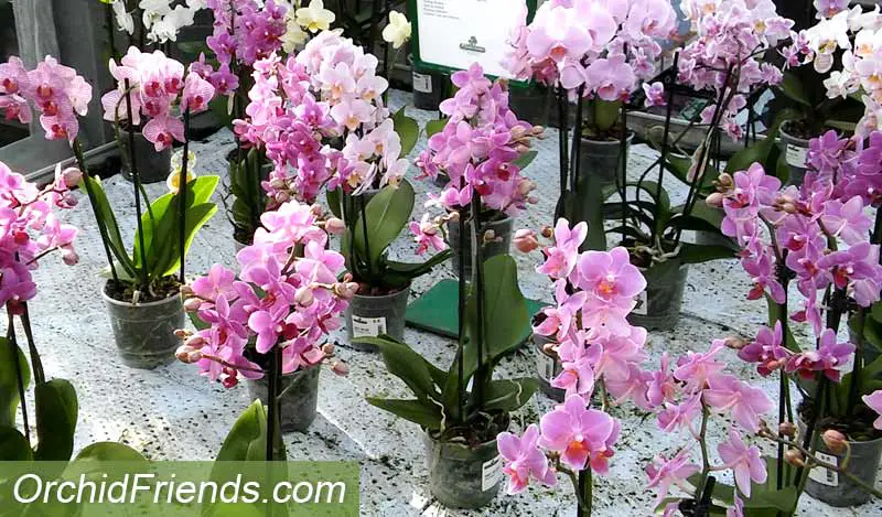 Inspect orchid vendor when bying new orchids