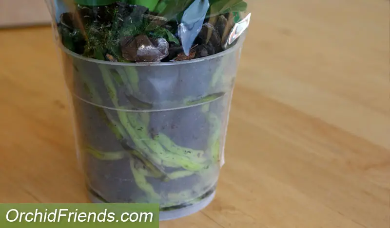 Inspect the roots when buying a new orchid