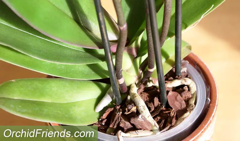 Inspect the leaves when buying a new orchid