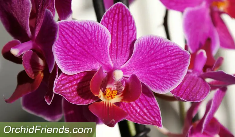 Inspect the flowers when buying a new orchid