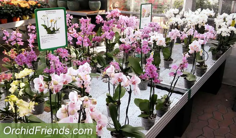 Shop around when buying new orchids