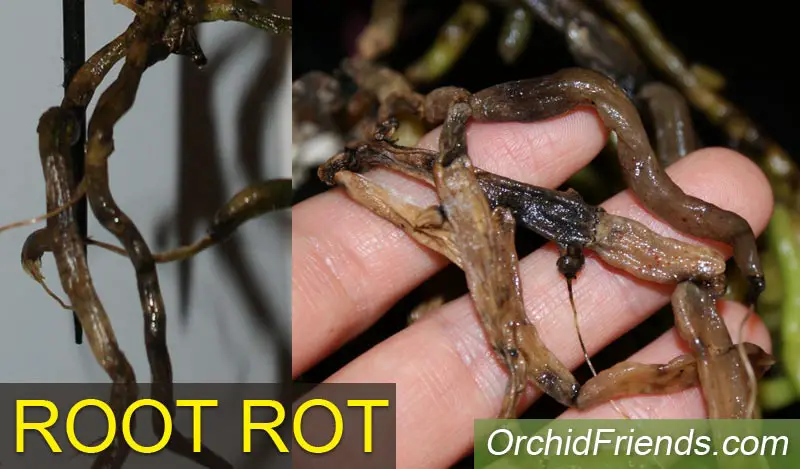 Root rot in Phalaenopsis orchids