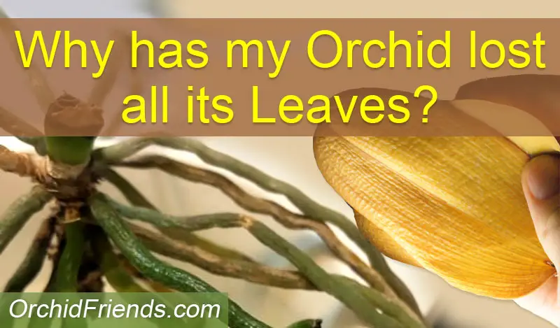 why-has-my-orchid-lost-all-its-leaves-2022