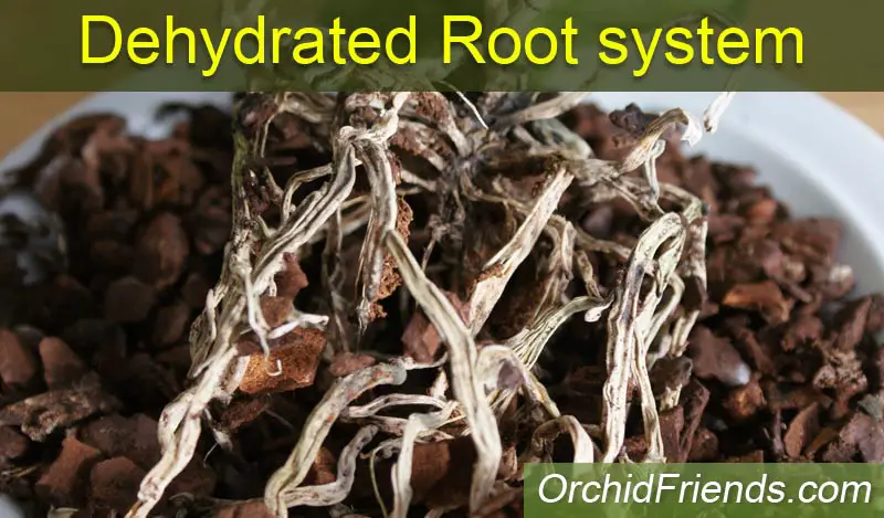 Dehydrated root system