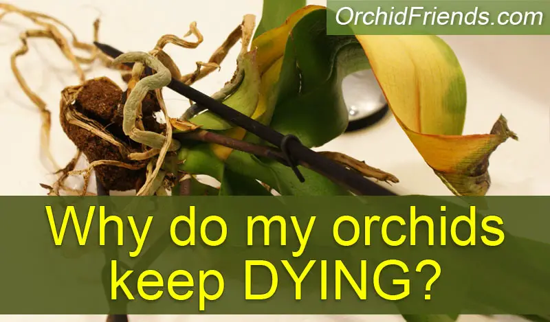 Why do my orchids keep dying?