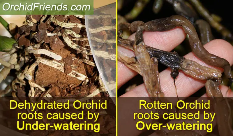 Orchid roots under-watering & over-watering