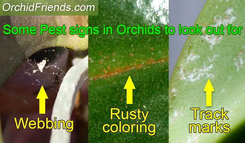 Orchid pest signs